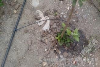 广东果树滴灌PE管材产品厂家图片_高清图_细节图-河北格润塑料管业业务部 -